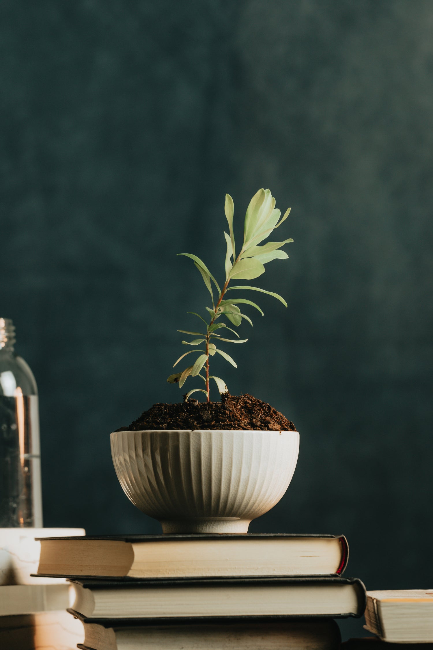 House Plant and Garden