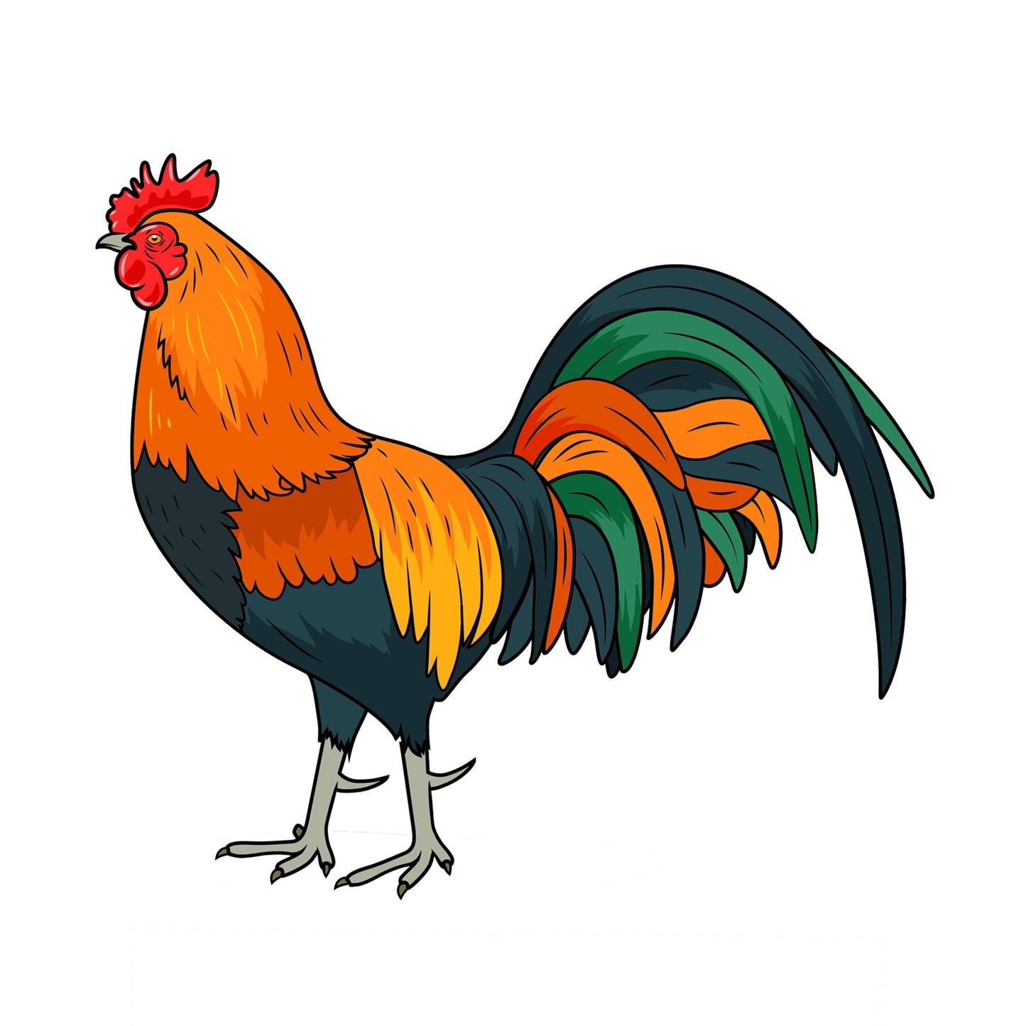 Colorful Rooster