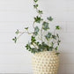 Ivory Textured Knot Cement Vase, Lg (PC)