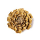 English Garden Ceramic Flower Wall Art Caramel Charm Peony