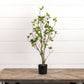 35" TEA LEAF TREE IN BLACK POT