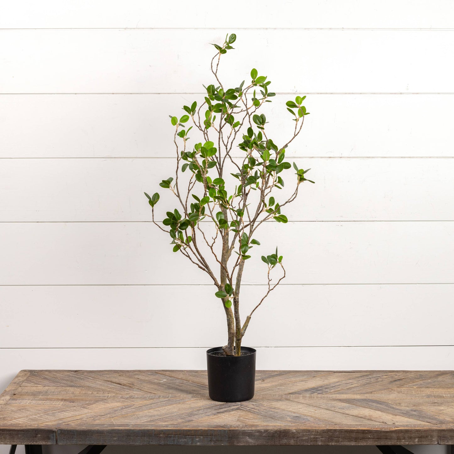 35" TEA LEAF TREE IN BLACK POT