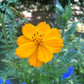 Honey Bee Habitat Grow Kit