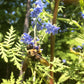 Honey Bee Habitat Grow Kit