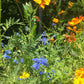 Honey Bee Habitat Grow Kit