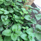 Herb Garden Grow Kit